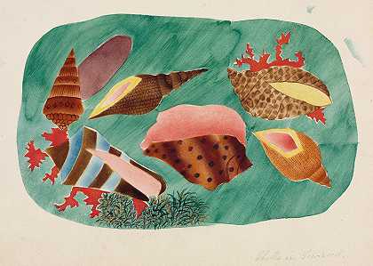 海藻壳`Shells in Seaweed by Mary Altha Nims