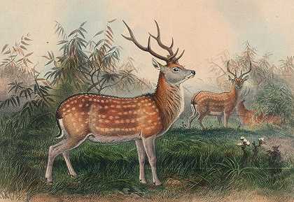 日本鹿`The Japanese Deer (1861~1867) by Joseph Wolf