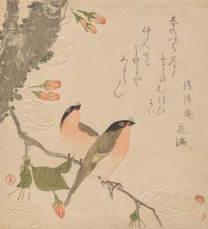双瓣樱桃树上的两只牛雀（乌索·尼耶·扎库拉）`Two Bullfinches on a Double~Petalled Cherry Tree (Uso ni Yae~zakura) (ca. mid~1810s) by Kubo Shunman