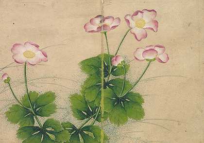 锦葵花`Mallow flowers (18th Century) by Zhang Ruoai