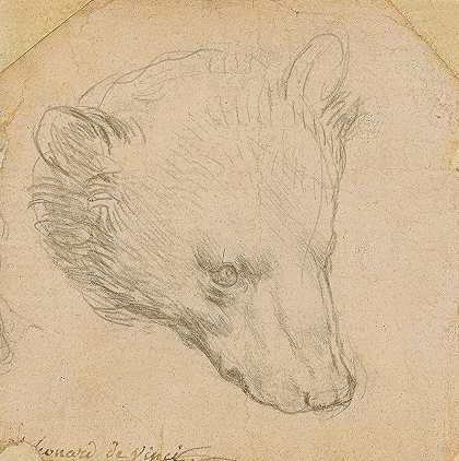 熊的头`Head of a bear by Leonardo da Vinci