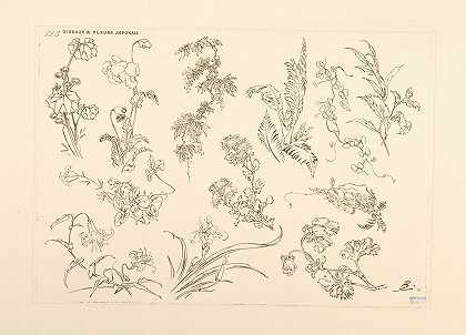 日本的鸟和花。`Oiseaux et fleurs japonais. (1866 ~ 1878) by Félix Bracquemond