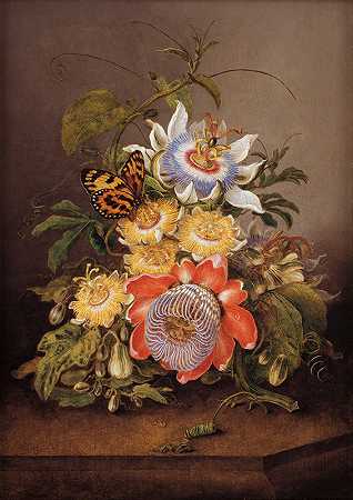 费迪南德·鲍尔的西番莲`Passionflowers (1812) by Ferdinand Bauer