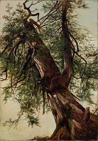 雪松的研究`Study of a Cedar (1827–1908) by David Johnson