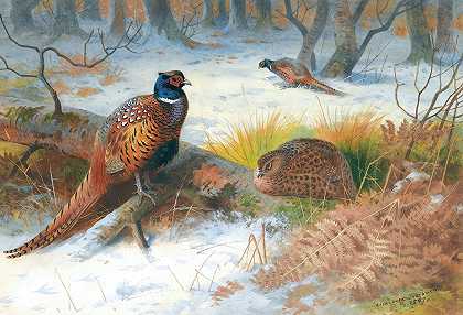 雪中的野鸡`Pheasants In The Snow (1897) by Archibald Thorburn