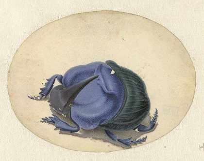 蓝甲虫`Blauwe kever (1690) by Jan Augustin van der Goes