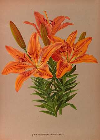 黑缘髂骨黄斑金`Ilium Thunbergianum Aureum Maculatum (1872~1881) by Arentine H. Arendsen