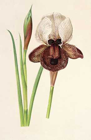 伊比利亚鸢尾花`Iris ibérica (1854~1896) by Charles Antoine Lemaire