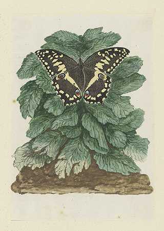 不明植物上的蠕形乳头虫（柑橘或圣诞蝴蝶）`Papilio demodocus (Citrus or Christmas butterfly) on an unidentified plant (1777 ~ 1786) by Robert Jacob Gordon
