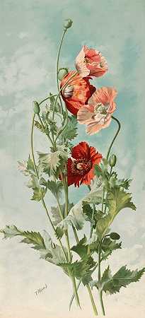 罂粟花`Poppies (1886) by Thaddeus Welch