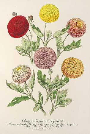 早熟矮化菊花`Chrysanthèmes nains précoces (1854~1896) by Charles Antoine Lemaire