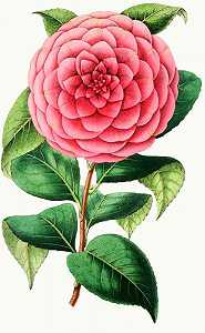 山茶`
Camellia Japoica Exquisite (1852~1861)