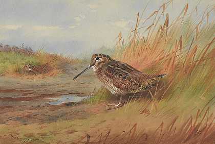 木鸡`A Woodcock (1917) by Archibald Thorburn