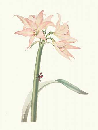 石蒜粉`Amaryllis Pulverulenta (1834) by Priscilla Susan Bury