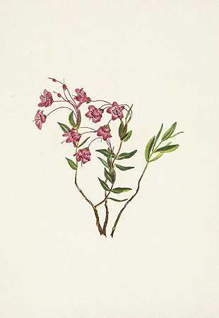 洛基山死了。带微纤毛的死鱼`Rocky Mountain Kalmia. Kalmia microphylla (1925) by Mary Vaux Walcott