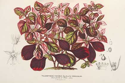 云芝变种`Teleianthera ficoidea var. versicolor (1854~1896) by Charles Antoine Lemaire