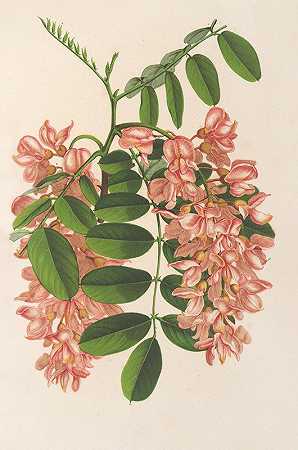 刺槐`Robinia pseudacacia v. Decaisneana (1854~1896) by Charles Antoine Lemaire