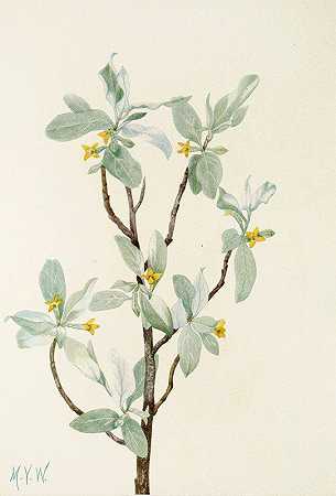 银莓（花）。（胡颓子）`Silverberry (flower). (Elaeagnus commutata) (1925) by Mary Vaux Walcott