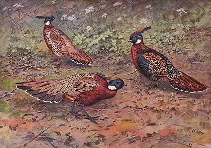 克什米尔科克拉斯雉、西部科克拉斯雉、尼泊尔科克拉斯雉`Kashmir Koklass Pheasant, Western Koklass Pheasant, Nepal Koklass Pheasant (1918~1922) by George Edward Lodge