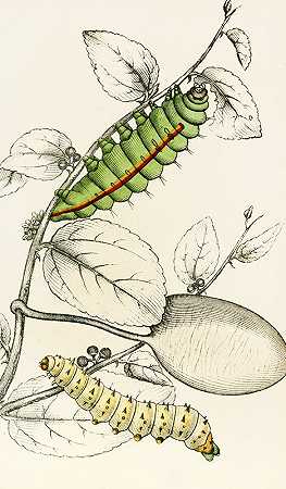 天蚕毛虫`Caterpillar of Saturnia Cynthia, Saturnia Mylitta (1833) by James Duncan