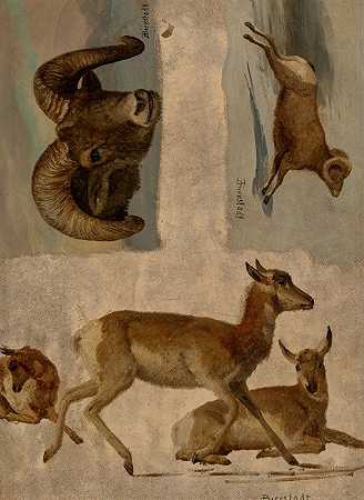 大角羊和羚羊的研究`Study of Bighorn Sheep and Antelope by Albert Bierstadt