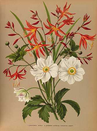 1.金色鳄鱼。2.海葵。霍诺琳·乔伯特。`1.Crocosmia Aurea. 2.Anemone Japonica. Honorine Jobert. (1872~1881) by Arentine H. Arendsen