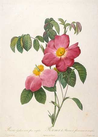 普罗文斯玫瑰一种玫瑰冠上的粉红色的单瓣花`Rosier de Provinsi a fleurs roses et simples, from La Couronne Des Roses (1817~1824) by Pierre Joseph Redouté