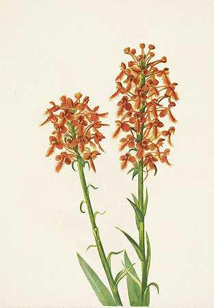 黄色流苏弓。会有气瓶`Yellow Fringeorchid. Habenaria ciliaris (1925) by Mary Vaux Walcott