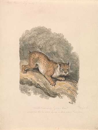 北美猞猁`North American Lynx (ca. 1817) by Samuel Howitt