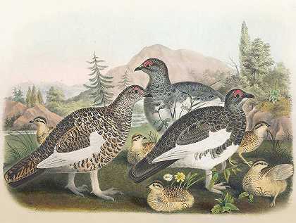 普通松鸡`Common Ptarmigan (1865) by Daniel Giraud Elliot