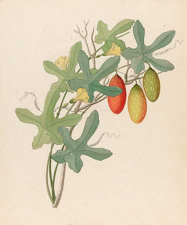 甜瓜，墨西哥甜瓜[Coccinea quinqueloba]`Cucumis, Melothria pendula [Coccinea quinqueloba] (1817) by Clemenz Heinrich Wehdemann