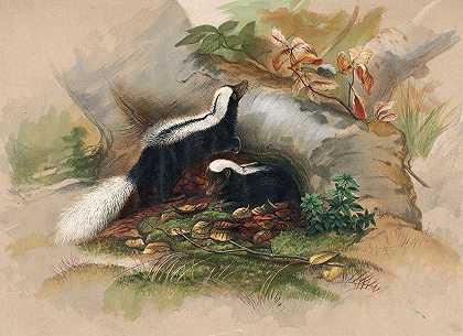 巴塔哥尼亚臭鼬`The Patagonian Skunk (1861~1867) by Joseph Wolf