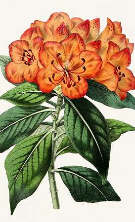 爪哇杜鹃`Rhododendron javanicum (1852~1861)