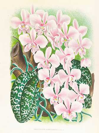蝴蝶兰。`Phalaenopsis schilleriana (1885~1906) by Jean Jules Linden