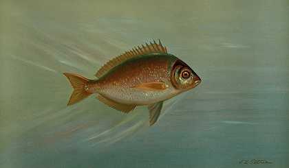 黑鱼或陶托鱼，陶托鱼。`The Blackfish or Tautog, Tautoga onitis. (1898) by John L. Petrie