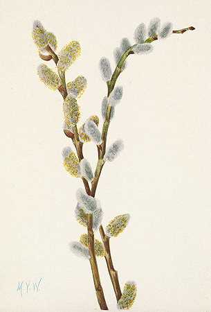 小杨柳。褪色柳`Pussy Willow. Salix discolor (1925) by Mary Vaux Walcott