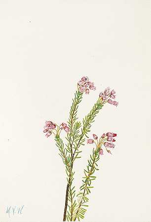 粉色山石楠。（叶状叶）`Pink Mountainheather. (Phyllodoce empetriformis) (1925) by Mary Vaux Walcott