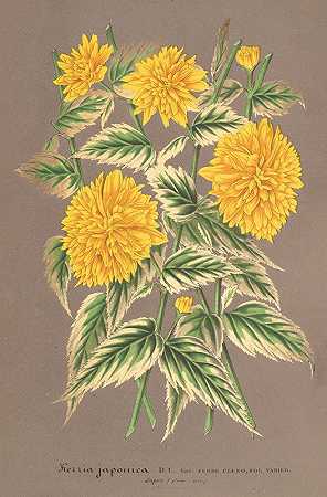 日本的凯莉亚，四岁。货币多种多样`Kerria japonica, var. fol. argenteo~variegatis (1854~1896) by Charles Antoine Lemaire