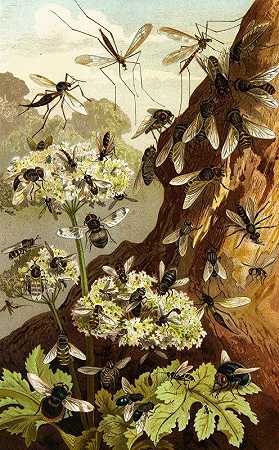 昆虫、蜈蚣和蜘蛛Pl 13`Die Insekten, Tausendfüssler und Spinnen Pl 13 (1877) by Alfred Edmund Brehm