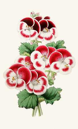 天竺葵`Pelargoniums (1852~1861)