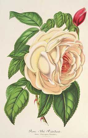 玫瑰主席（茶）`Rose Président (Thé) (1854~1896) by Charles Antoine Lemaire