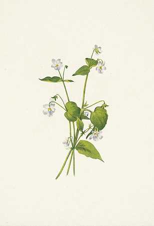 加拿大紫罗兰。加拿大堇菜`Canada Violet. Viola canadensis (1925) by Mary Vaux Walcott