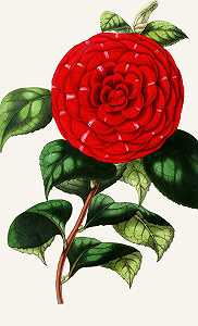 山茶`
Camellia japonica (1852~1861)