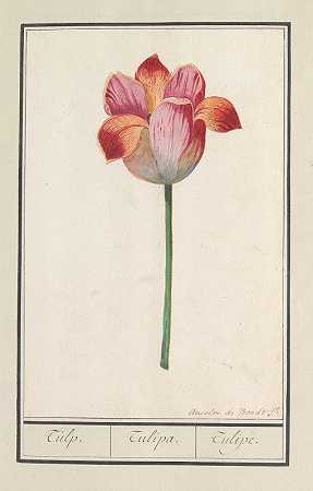 郁金香（郁金香）`Tulp (Tulipa) (1596 ~ 1610) by Anselmus Boëtius de Boodt