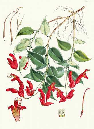 白花七叶树，H.f.和T。`Aeschynanthus Peelii, H.f. and T. (1855) by Walter Fitch Hood
