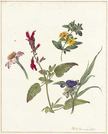 野花研究`Studies van veldbloemen (1837) by Pieter Ernst Hendrik Praetorius