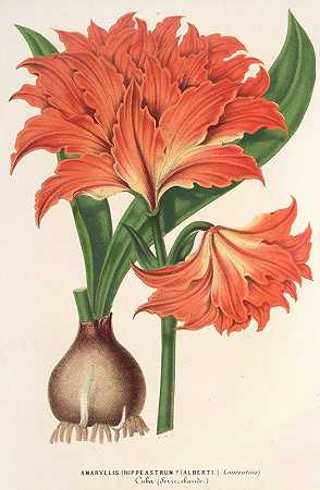 艾伯蒂石蒜`Amaryllis (Hippeastrum) Alberti (1854~1896) by Charles Antoine Lemaire