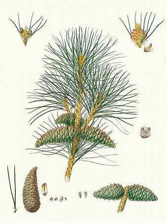 苍白松=鞑靼松。`Pinus pallasiana = Tartarian pine. (1837) by Aylmer Bourke Lambert