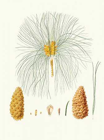 加那利松。`Pinus canariensis = Canary pine. (1837) by Aylmer Bourke Lambert