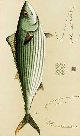 鱼类2`Fishes II (1885~1890) by Frederick McCoy